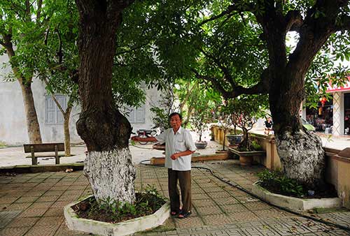 4[-]"cụ[-]cây"[-]700[-]tuổi[-]ở[-]Đồng[-]Tâm